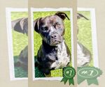 Small #4 American Staffordshire Terrier Mix