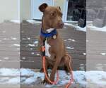Small #8 American Pit Bull Terrier-Labrador Retriever Mix