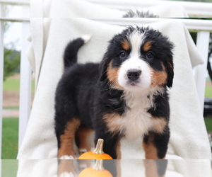 Bernese Mountain Dog Puppy for sale in SHILOH, OH, USA