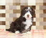 Image preview for Ad Listing. Nickname: Brandy
