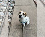 Small #3 Great Pyrenees-Texas Heeler Mix