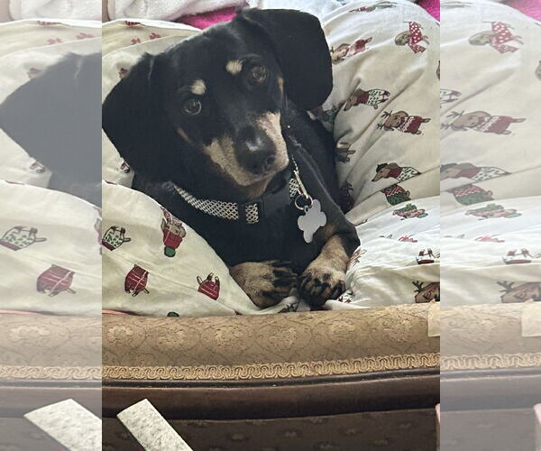 Medium Photo #1 Dachshund Puppy For Sale in Middlesex, NC, USA