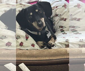 Dachshund Dogs for adoption in Middlesex, NC, USA