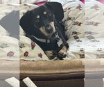 Small Dachshund
