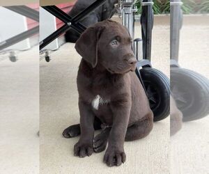 Labrador Retriever Puppy for sale in SPRINGFIELD, IL, USA