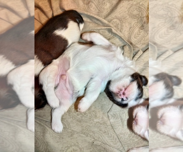 Medium Photo #5 Shih Tzu Puppy For Sale in FANNING SPGS, FL, USA