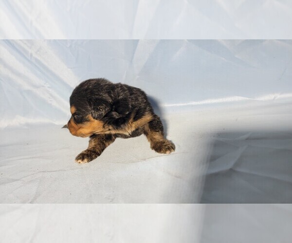 Medium Photo #30 Golden Mountain Dog Puppy For Sale in BLACK FOREST, CO, USA