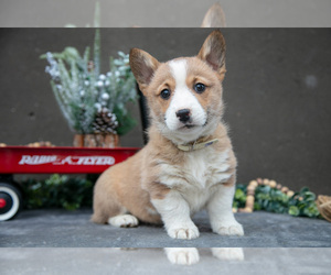 Medium Pembroke Welsh Corgi