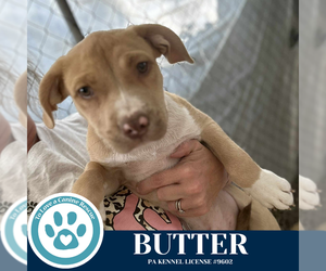 Labrador Retriever-Unknown Mix Dogs for adoption in Kimberton, PA, USA