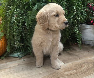 Medium Golden Retriever