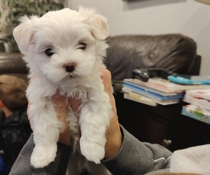 Maltese Puppy for sale in BAINBRIDGE, PA, USA