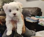 Small Photo #1 Maltese Puppy For Sale in BAINBRIDGE, PA, USA