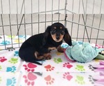 Small #4 Dachshund