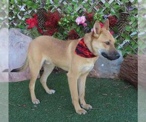 German Shepherd Dog Dogs for adoption in Oklahoma City, OK, USA