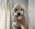 Small Photo #4 Golden Retriever Puppy For Sale in BELLEVUE, WA, USA