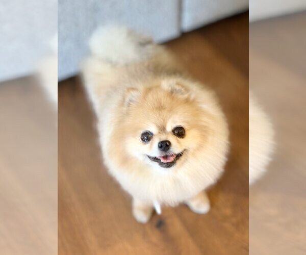 Medium Photo #2 Pomeranian Puppy For Sale in Pittsburg, CA, USA