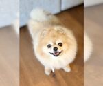 Small #1 Pomeranian