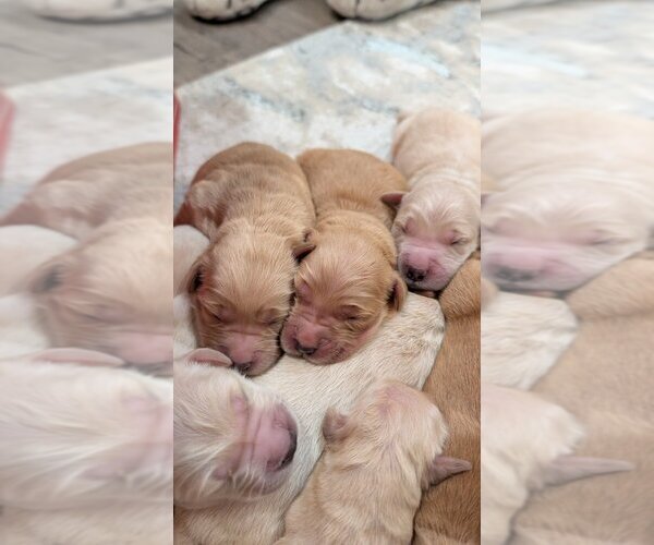 Medium Photo #3 English Cream Golden Retriever Puppy For Sale in SACRAMENTO, CA, USA