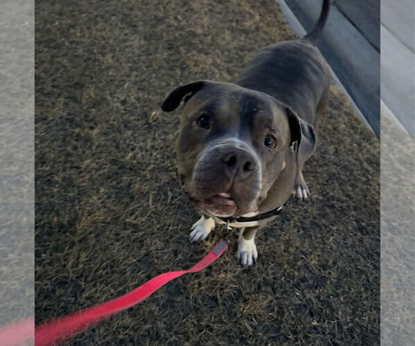 Medium Photo #11 American Pit Bull Terrier-Unknown Mix Puppy For Sale in Fargo, ND, USA