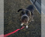 Small #10 American Pit Bull Terrier Mix