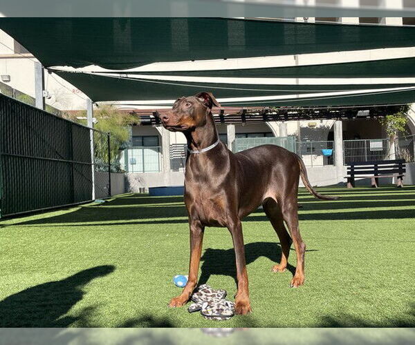 Medium Photo #2 Doberman Pinscher Puppy For Sale in Pasadena, CA, USA