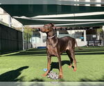 Small #1 Doberman Pinscher