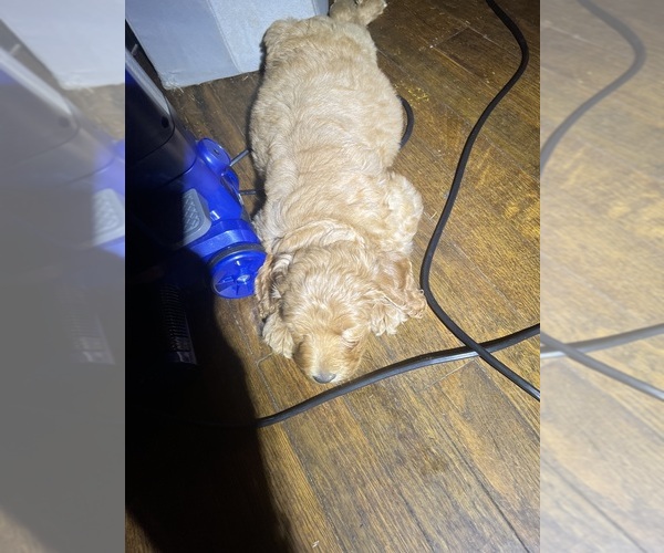 Medium Photo #22 Goldendoodle Puppy For Sale in SPARTANBURG, SC, USA
