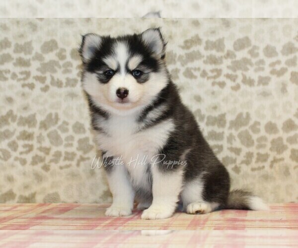 Medium Photo #1 Pomsky Puppy For Sale in DENVER, PA, USA