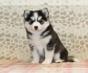 Pomsky Puppy for sale in DENVER, PA, USA