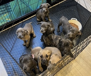 Cane Corso Puppy for sale in NORTH HOLLYWOOD, CA, USA