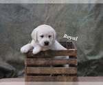 Puppy Royal Labrador Retriever