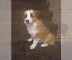 Border-Aussie Puppy for sale in WARREN, MI, USA