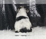 Small #6 Morkie