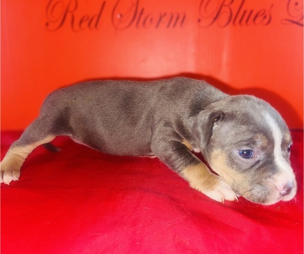 Medium Photo #4 American Bully Puppy For Sale in TRENTON, NJ, USA