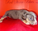 Small #3 American Bully