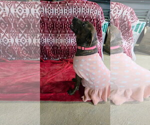 Mallow Cup - Female American Pit Bull Terrier-Unknown Mix Dog for Adoption - Photo #5