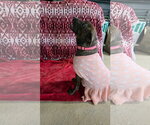 Small Photo #5 American Pit Bull Terrier-Unknown Mix Puppy For Sale in Germantown, OH, USA