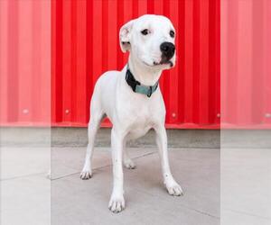 OPAL - Female Argentinian Mastiff-Unknown Mix Dog for Adoption - Photo #2