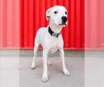 Small Photo #2 Argentinian Mastiff-Unknown Mix Puppy For Sale in Tracy, CA, USA