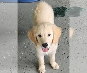 Golden Retriever Puppy for sale in DELAND, FL, USA