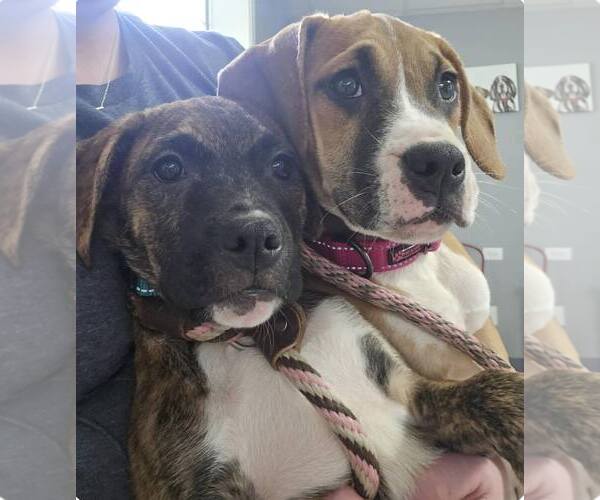 Medium Photo #3 Boxer-Unknown Mix Puppy For Sale in Burnsville, MN, USA