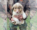 Image preview for Ad Listing. Nickname: Red merle male