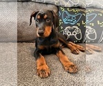 Small #2 Doberman Pinscher