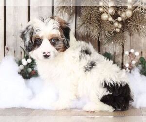 Aussie-Poo Puppy for sale in MOUNT VERNON, OH, USA