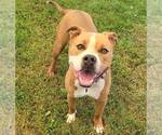 Small #1 American Pit Bull Terrier Mix