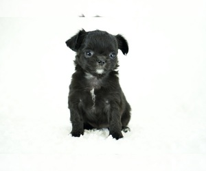 Chihuahua Puppy for sale in UNION GROVE, NC, USA