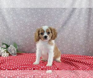 Cavalier King Charles Spaniel Puppy for Sale in WOOSTER, Ohio USA