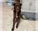 Small #1 Labrador Retriever Mix