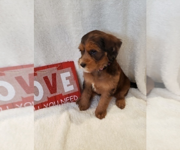 Medium Photo #36 Goldendoodle-Sheepadoodle Mix Puppy For Sale in ROCHESTER, NY, USA
