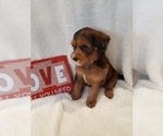 Small Photo #36 Goldendoodle-Sheepadoodle Mix Puppy For Sale in ROCHESTER, NY, USA